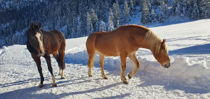 Winter Öffnungszeiten Winter Öffnungszeiten